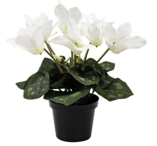 Cyclamen White in Pot