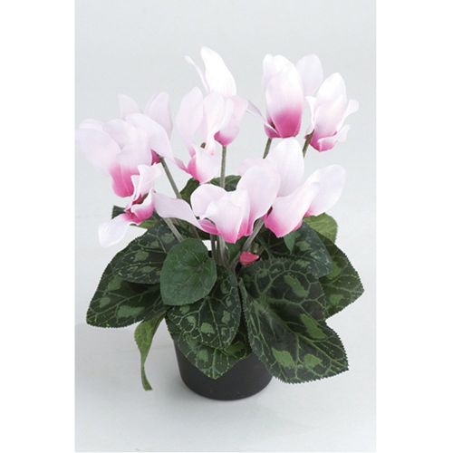 Cyclamen Pink in Pot